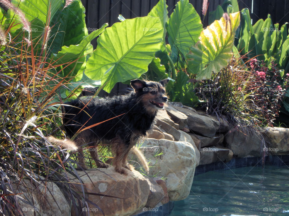 Dog on pool rocks