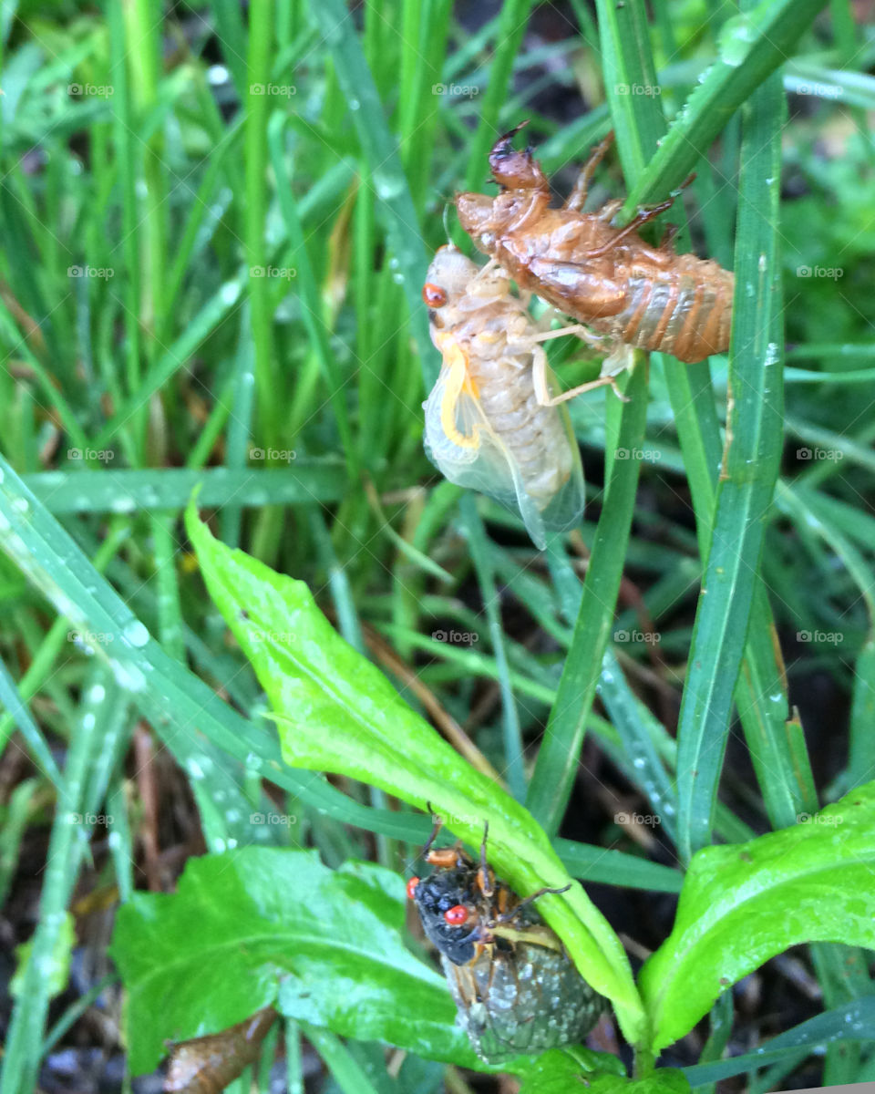 Seventeen Year Cicada adult drying its wings 