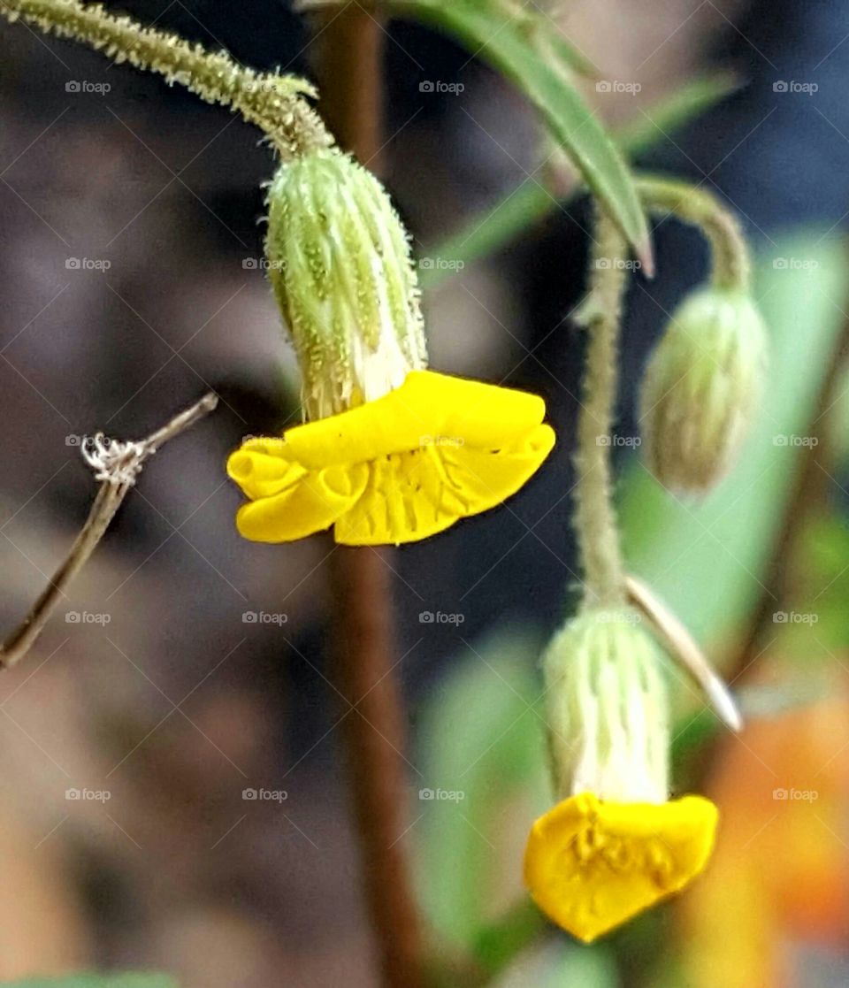 Nature, No Person, Flora, Leaf, Outdoors