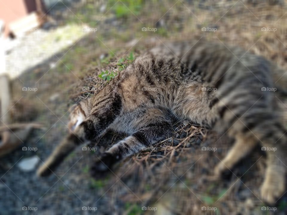 cat enjoying the catio outdoor