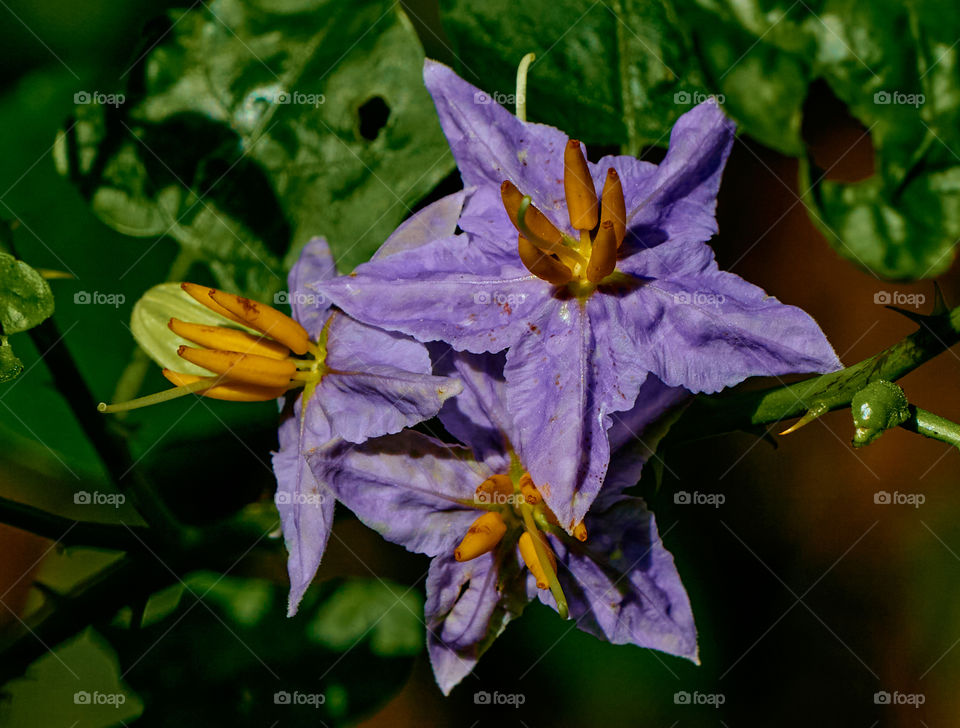 purple flower - closeup