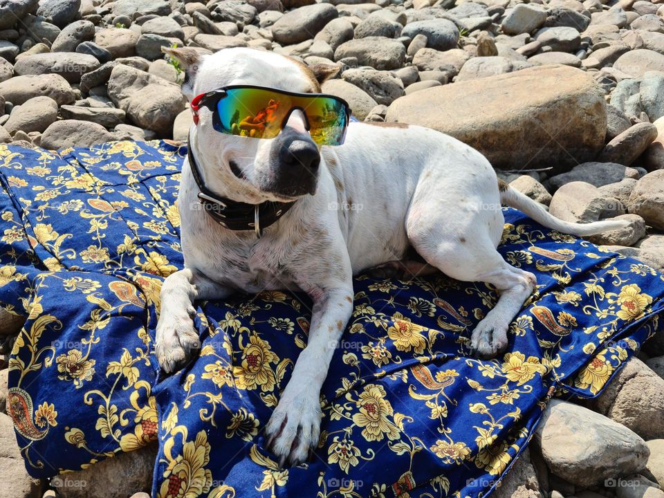 dog in sunglasses lies sunbathing