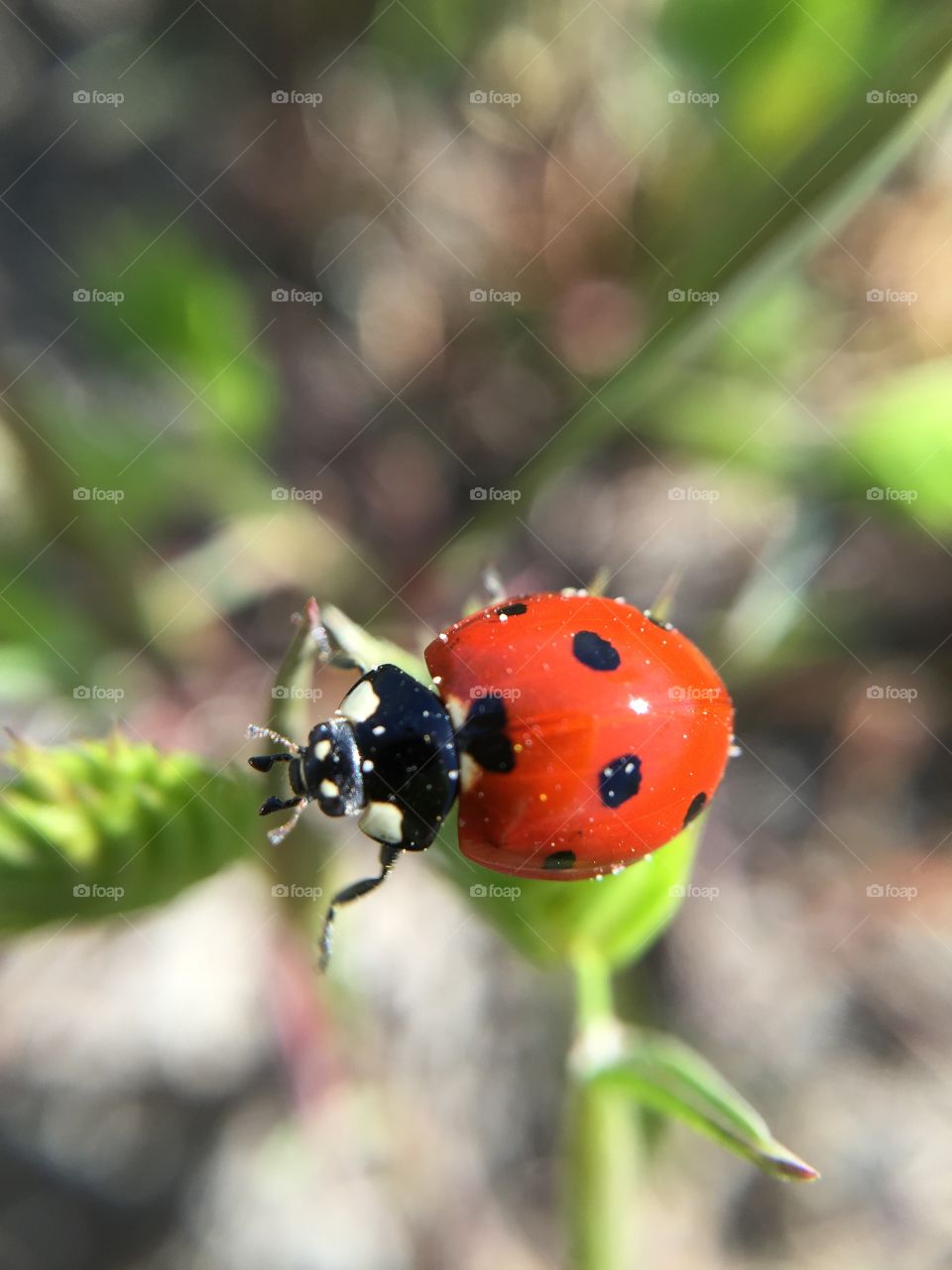 Ladybird