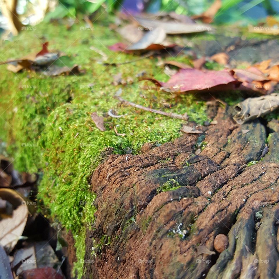 Nature, Moss, Wood, Tree, Fungus