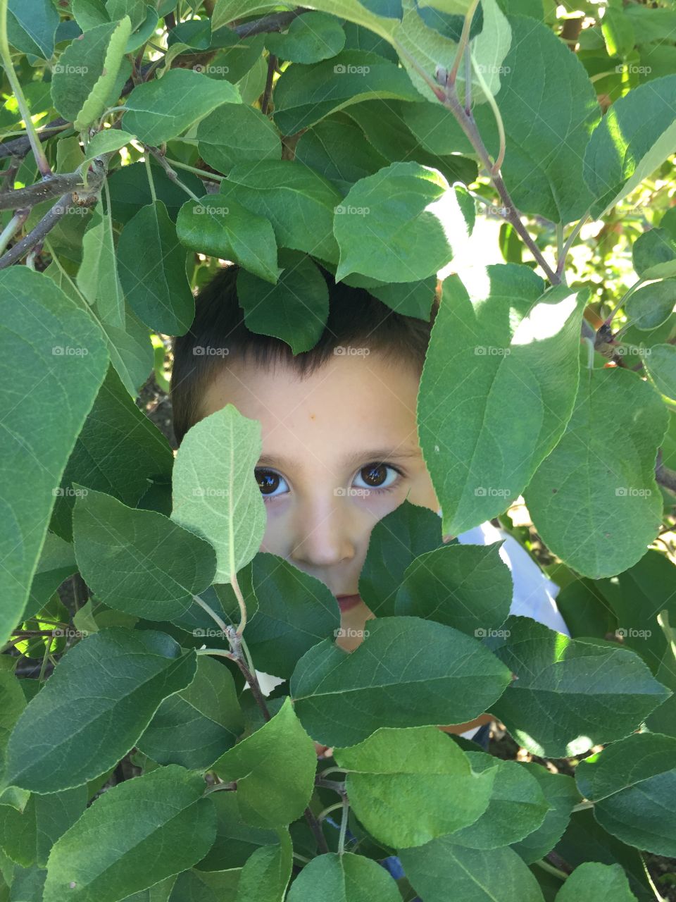 Peeking for Apples. 