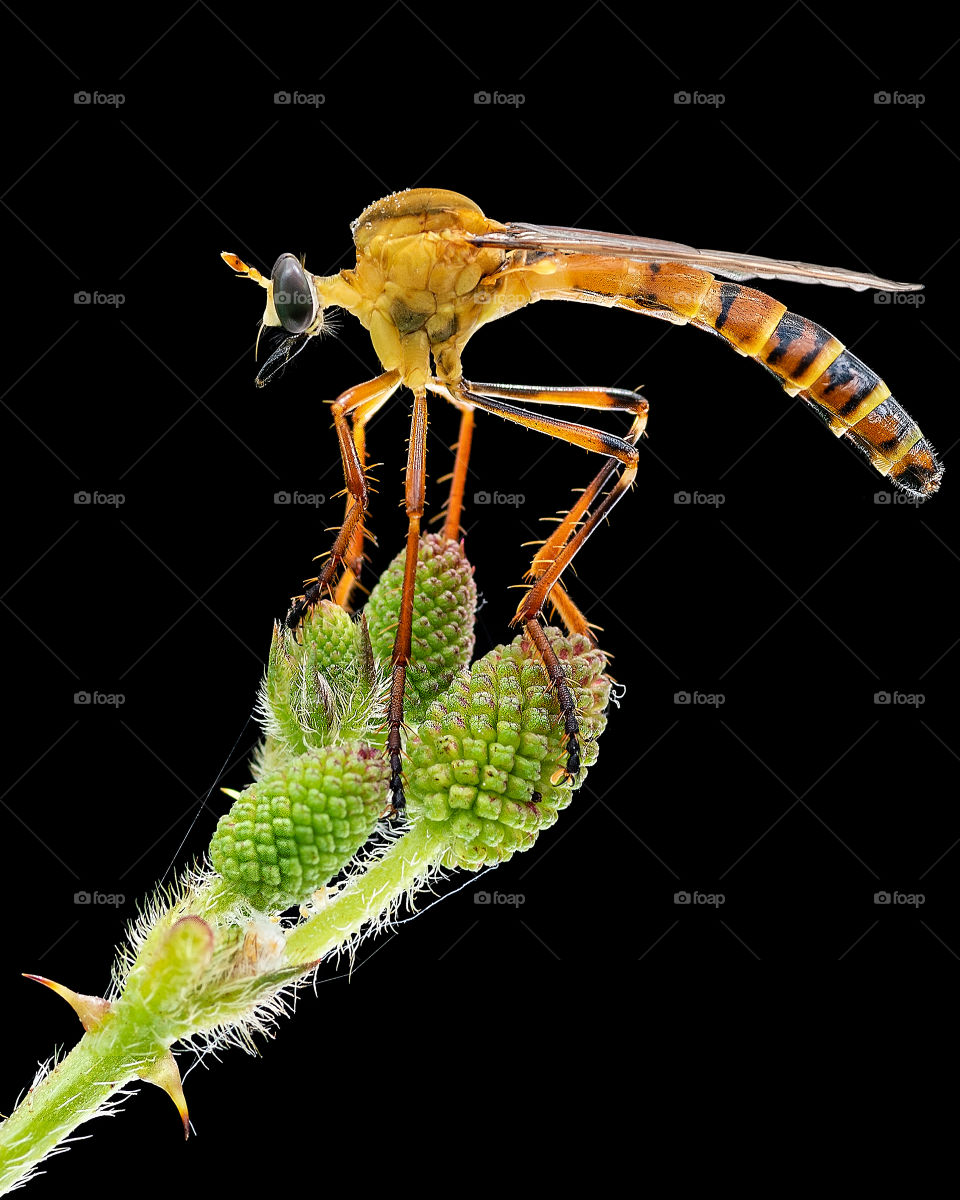 diogmites on top of flower