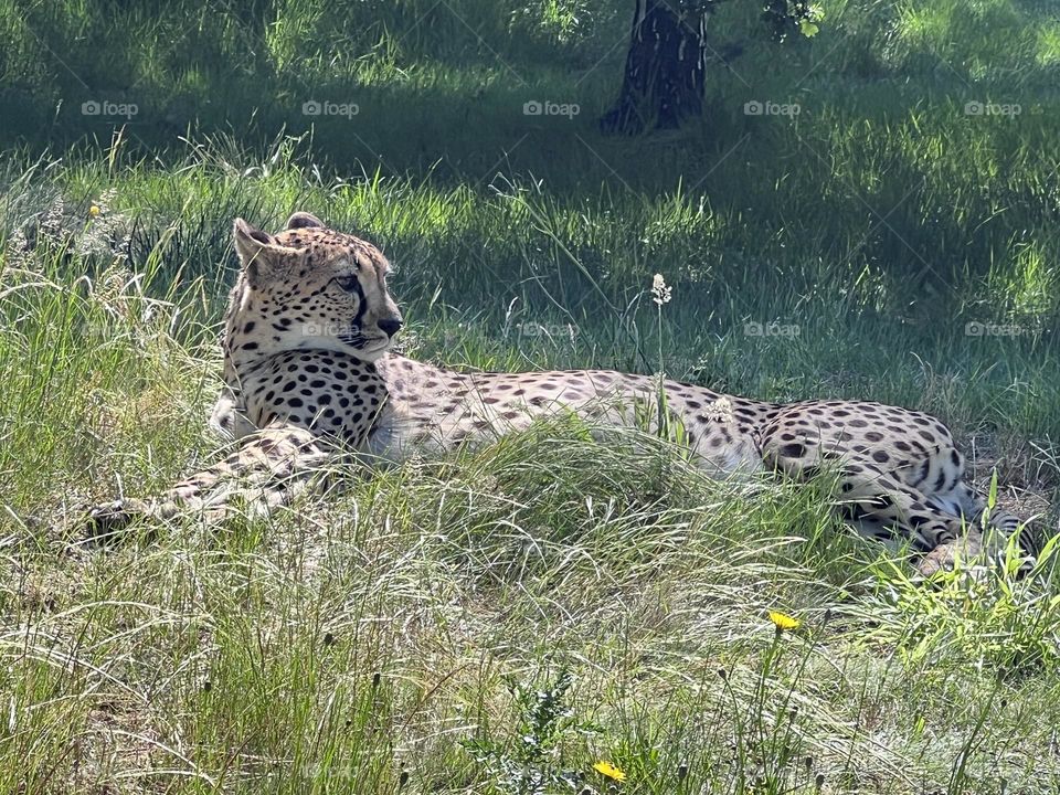 Cheetah