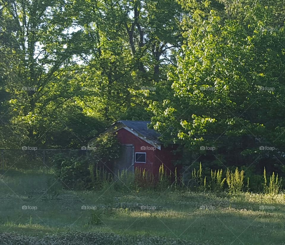 abandoned shed