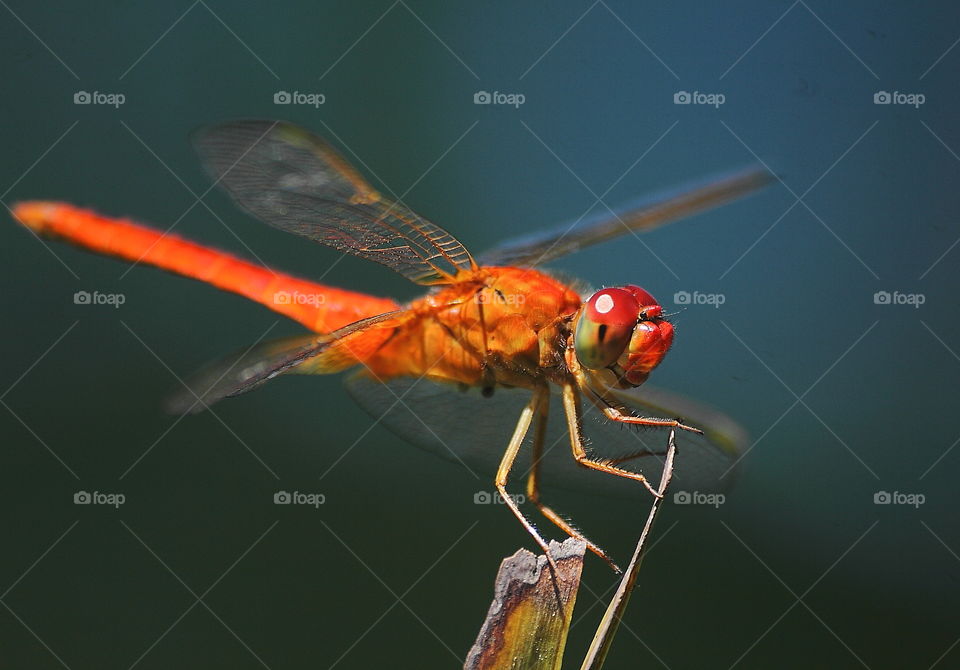 Scarlet skimmer. Redmale species of dragonfly which be seen to distribute well from the lowland until the high place , ex . mountain . Close up to the face is red for similar with the body thorax of its. Captured at the side of rice field at the day