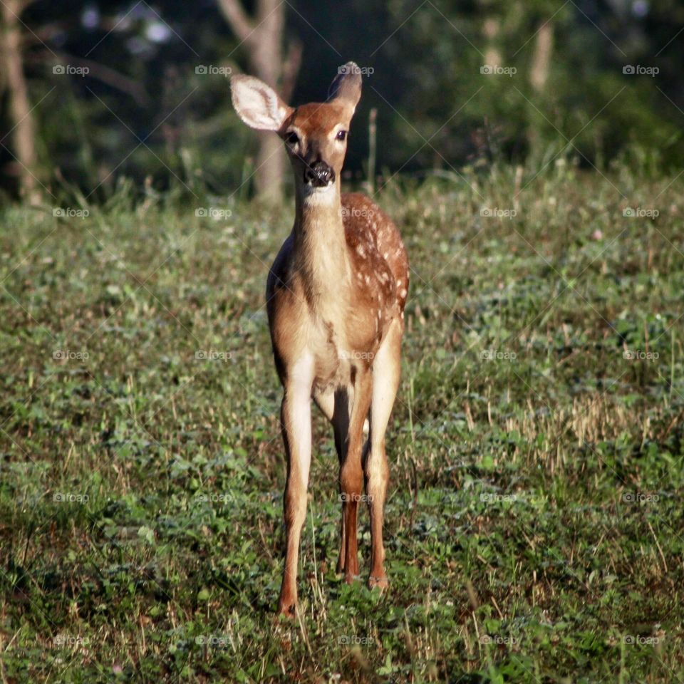 Young deer