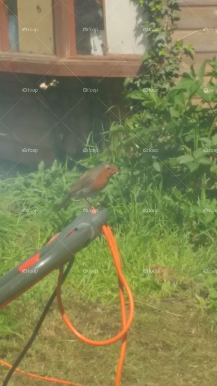 Robin bird in the garden