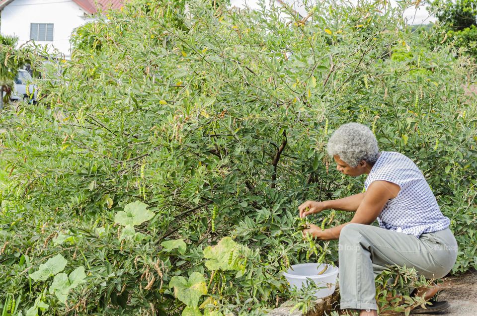 Woman Harvesting Pigeon Pease