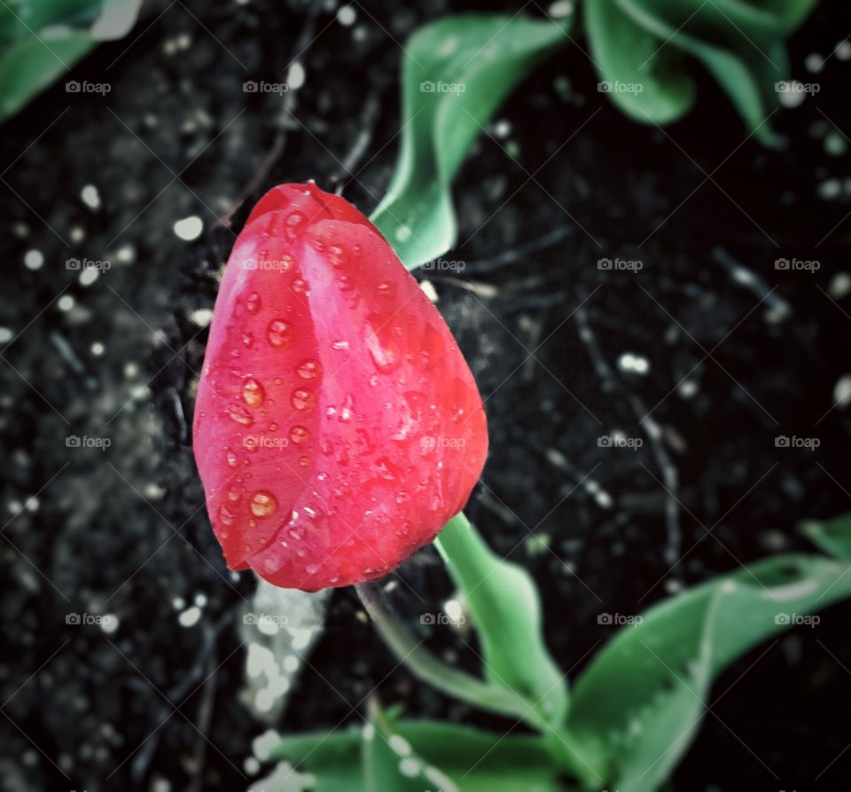 Tulip on A Rainy Day 