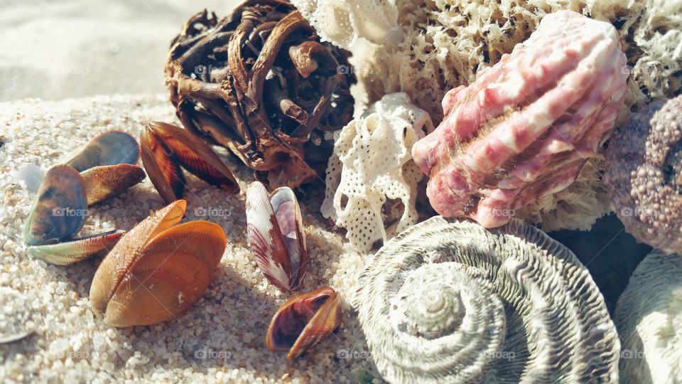 Verity of seashell