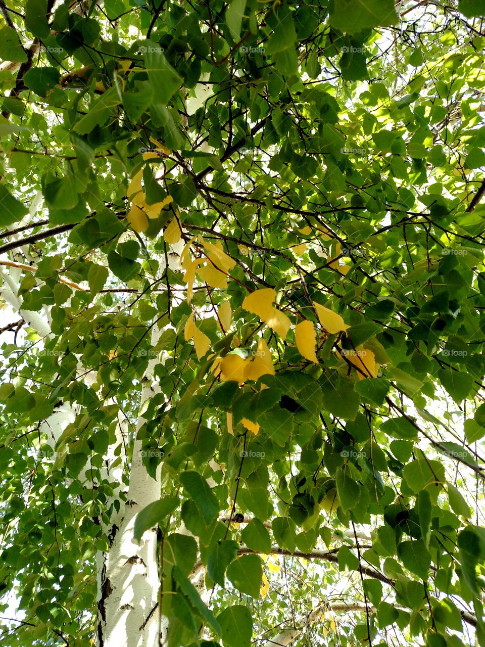 Autumn is coming. Yellow leaves turning on a Birch tree