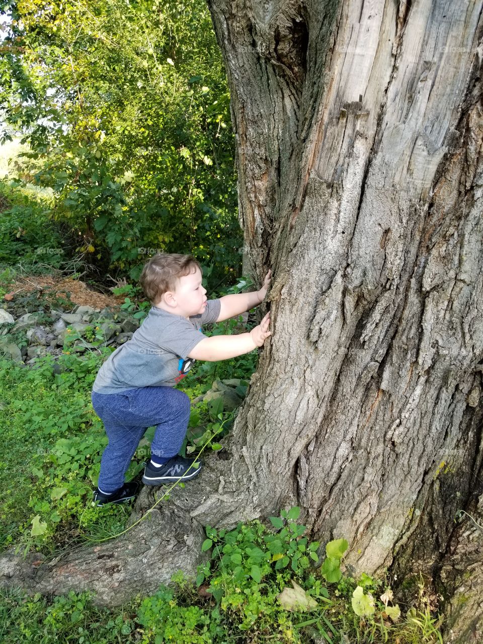 Wood, Tree, Outdoors, Nature, One