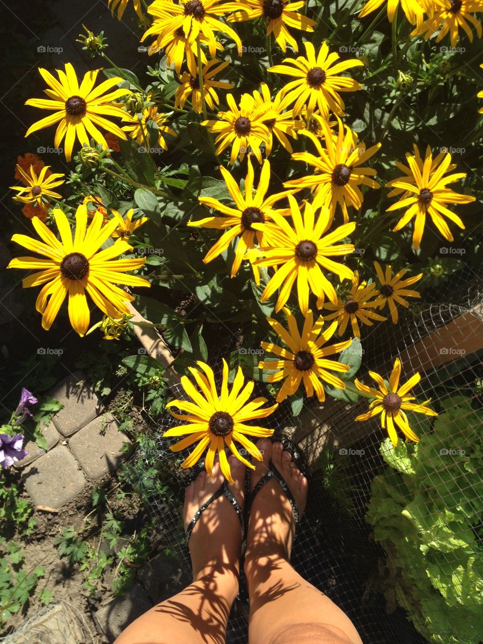 My favourite blackeye Susan 