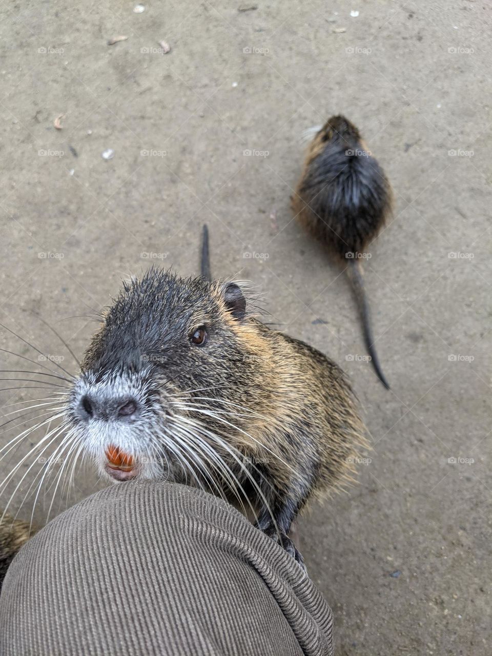 Nutria is a beggar