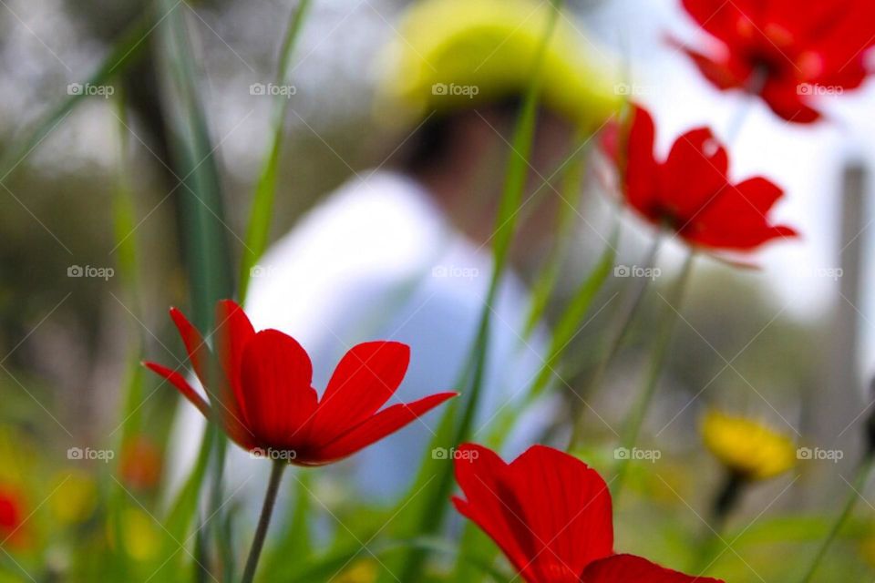 Poppies