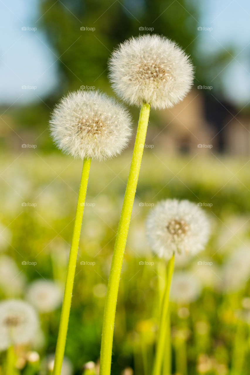 Blooming dandelions