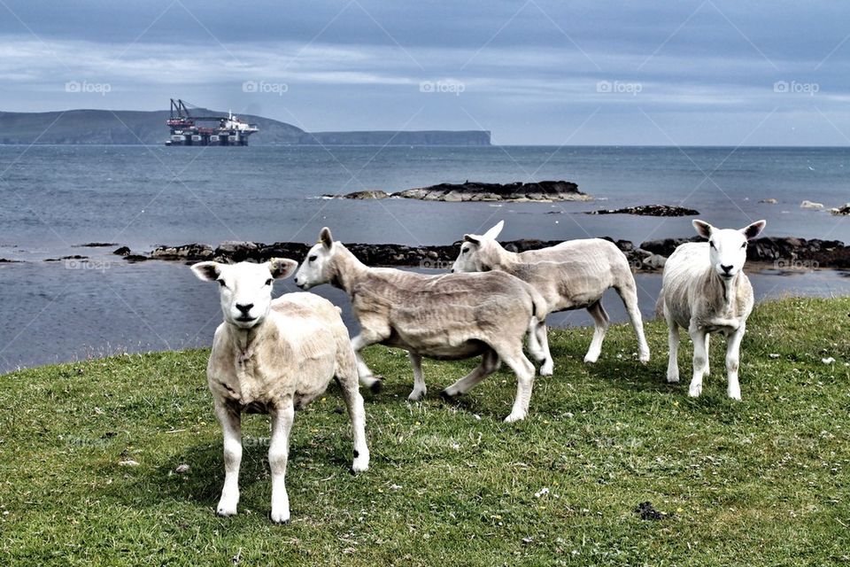 Lambs at Quarff, Shetland Islands, Scotland
