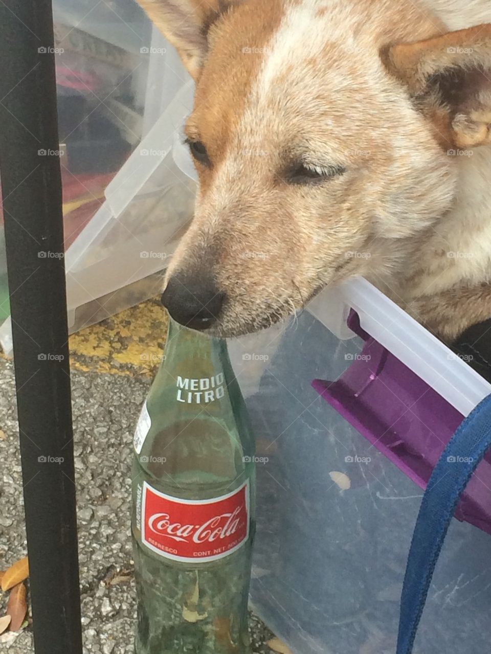 Coke dog
