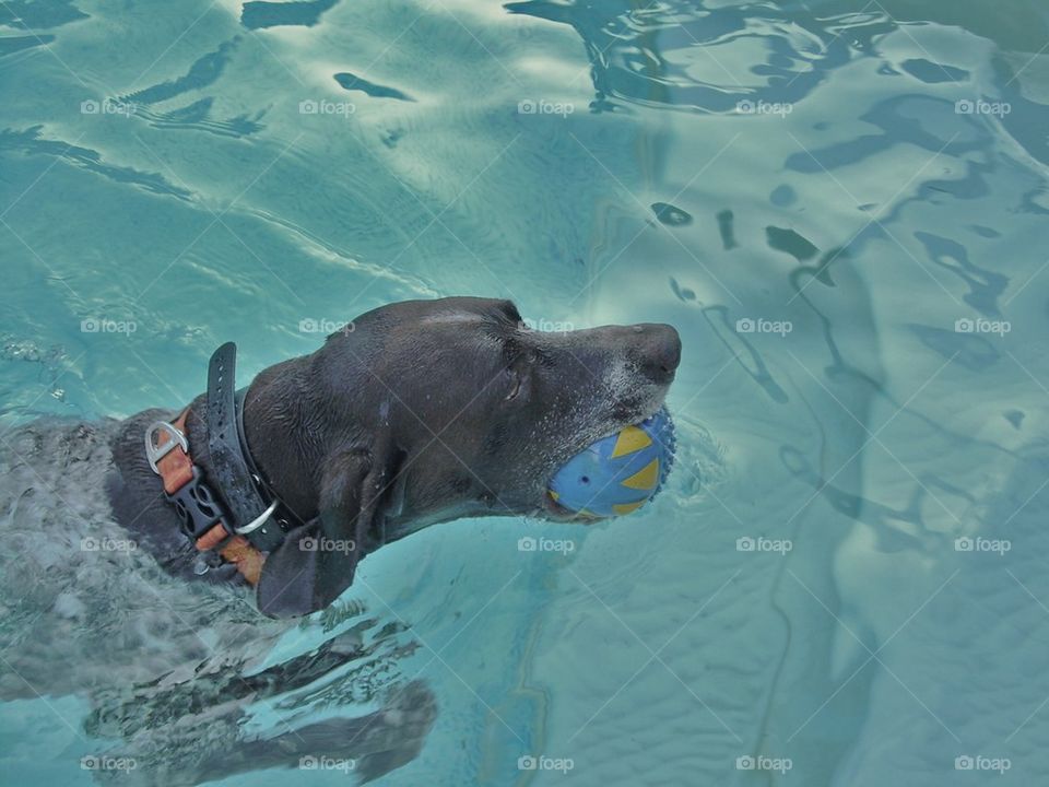 German shorthair dog swimming