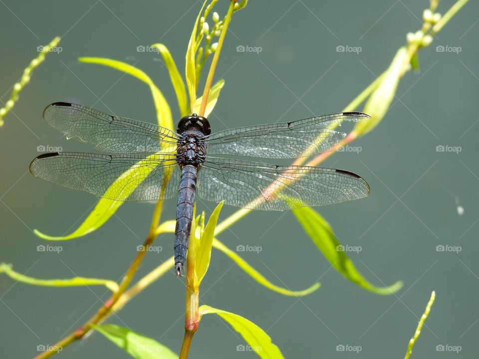 Dragonfly On Green Plant Leaves