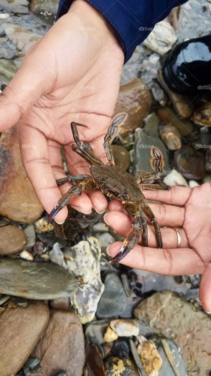 Holding a sea crab