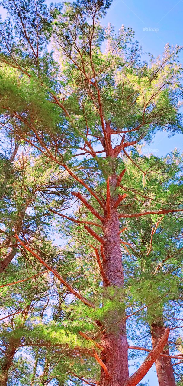 Pine Tree that took brunt of Winter weather. Branches broke off since it's on a rise facing North winds🌬❄