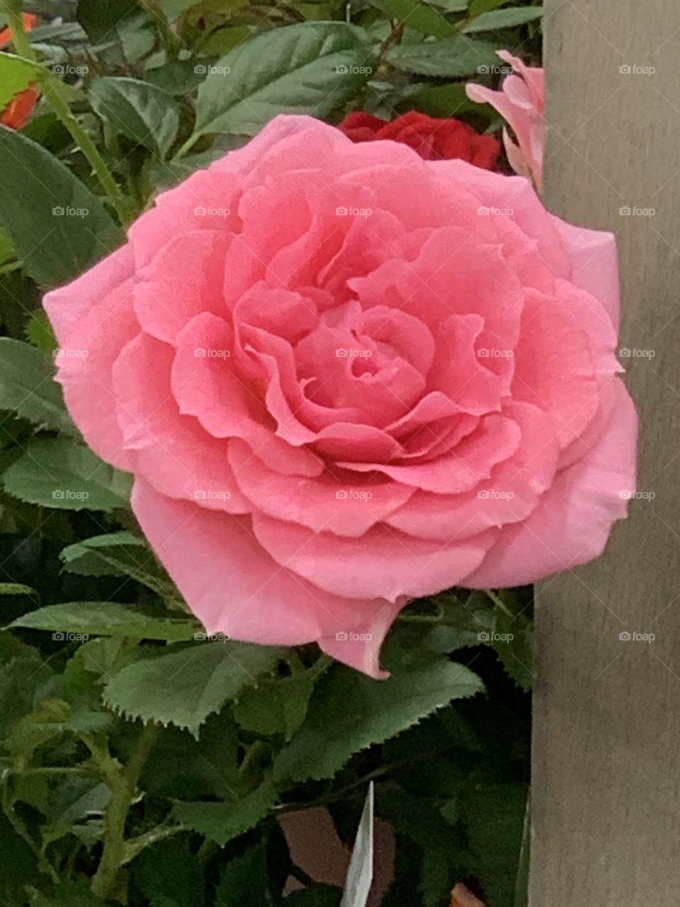 A Perfect Pink Rose...