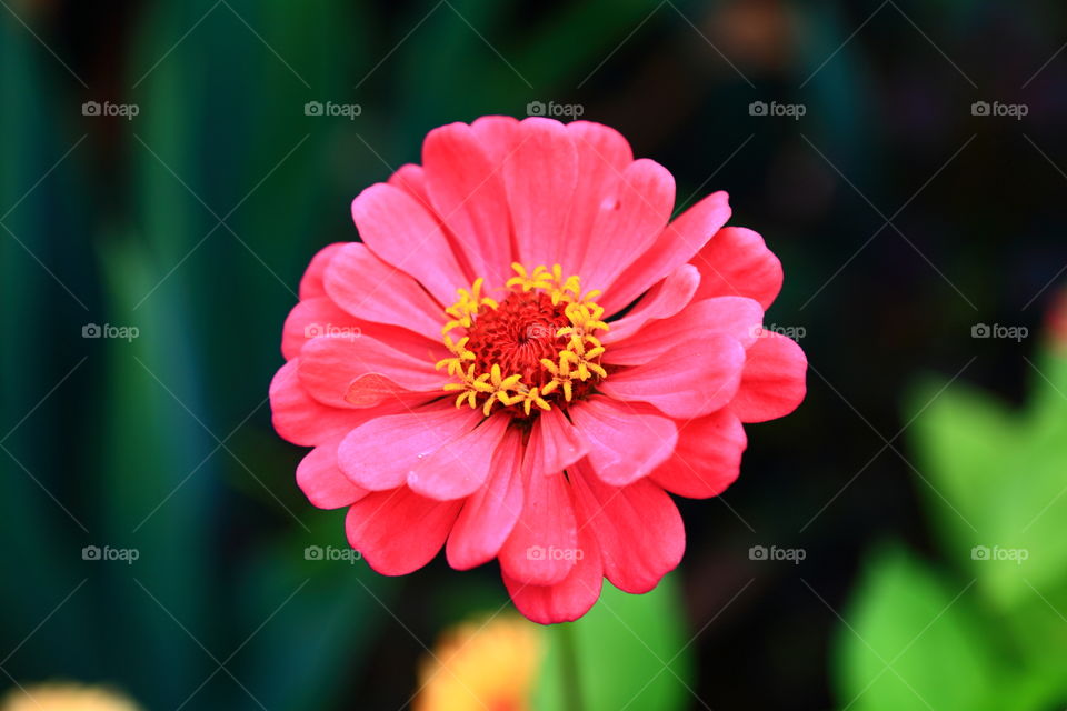 Flower in Russia 