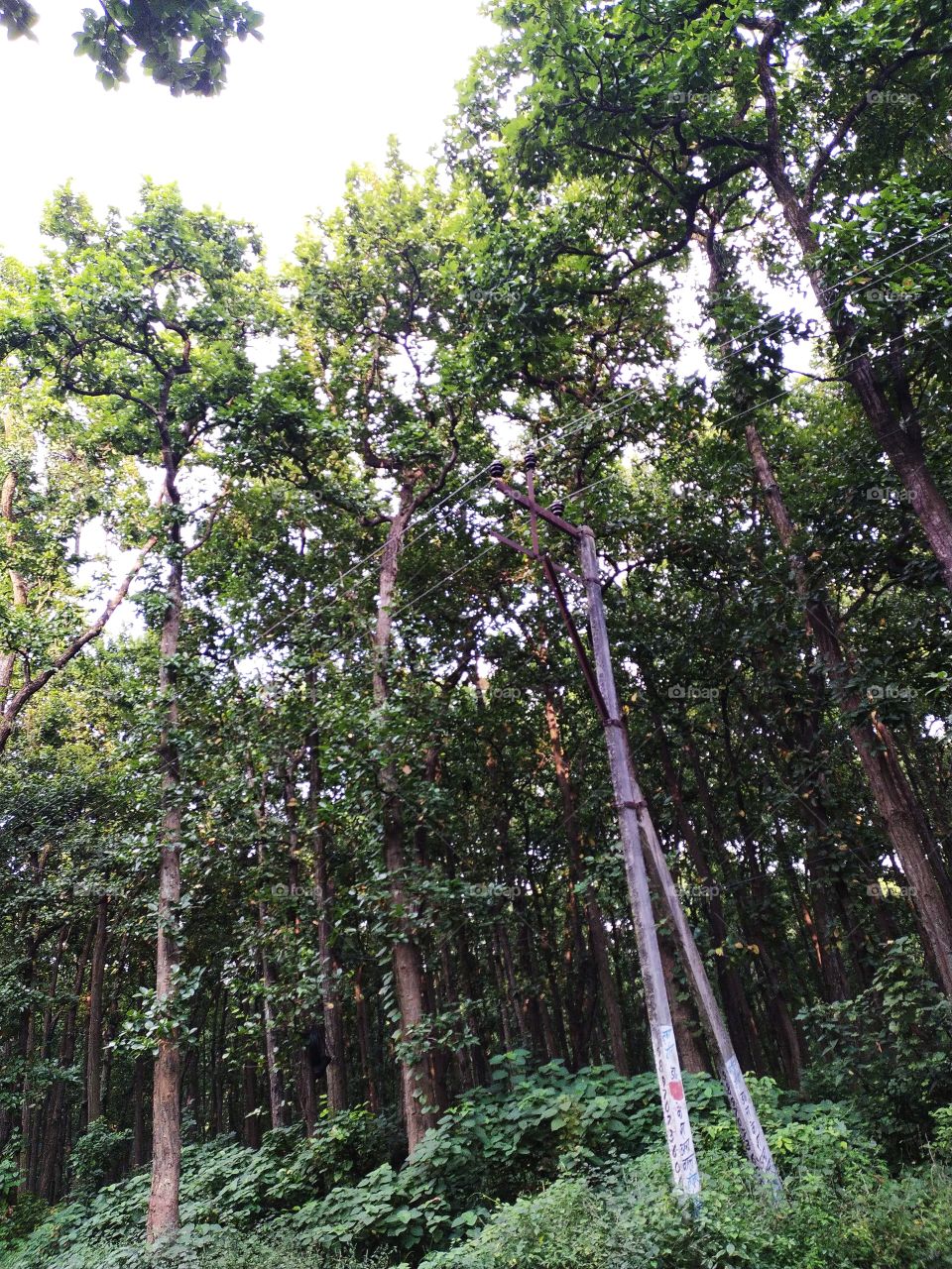 The woods are lovely dark and deep 
but I have promises to keep 
and miles to go before I sleep, 
and miles to go before I sleep.