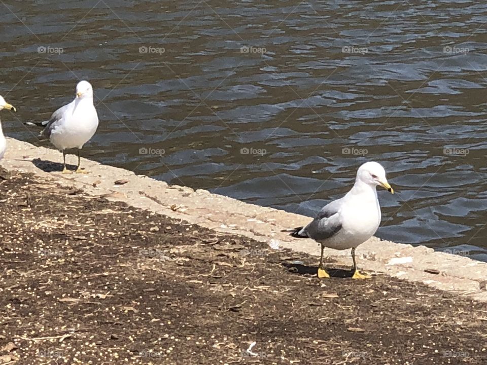 Two Seigels looking for bread