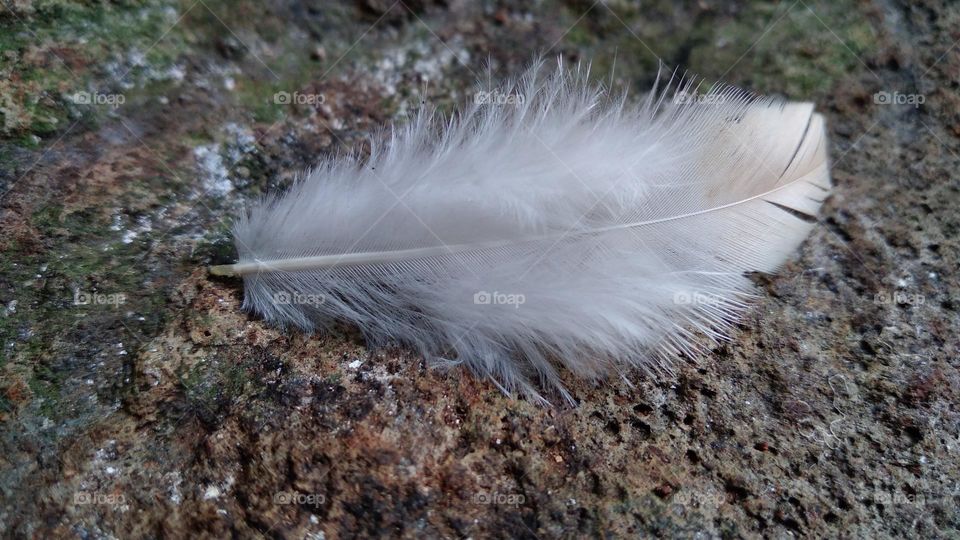 Fine chicken feathers on the ground