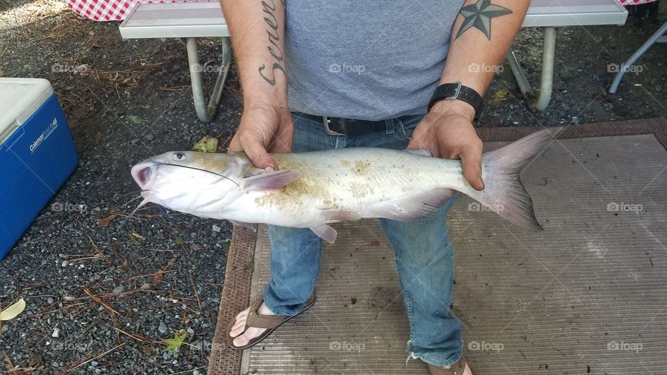 catfish