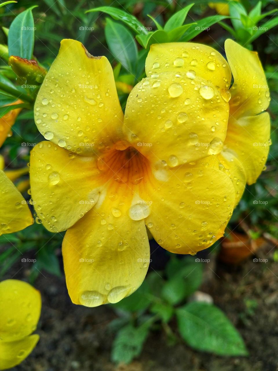 Beautiful yellow Allamanda flower in bloom.