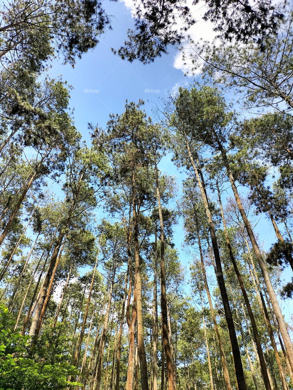 pine trees that grow on the hills