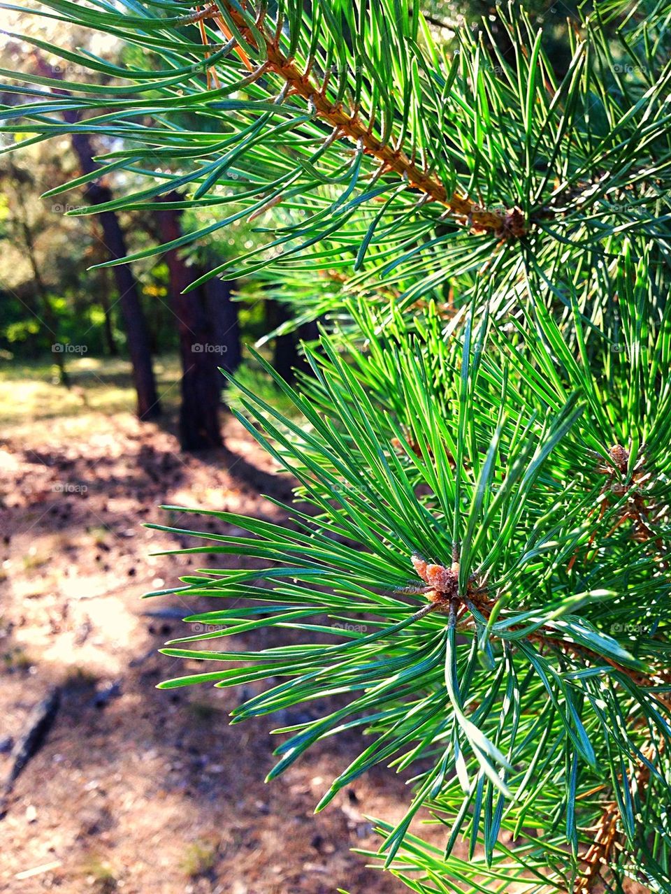 Pine trees.