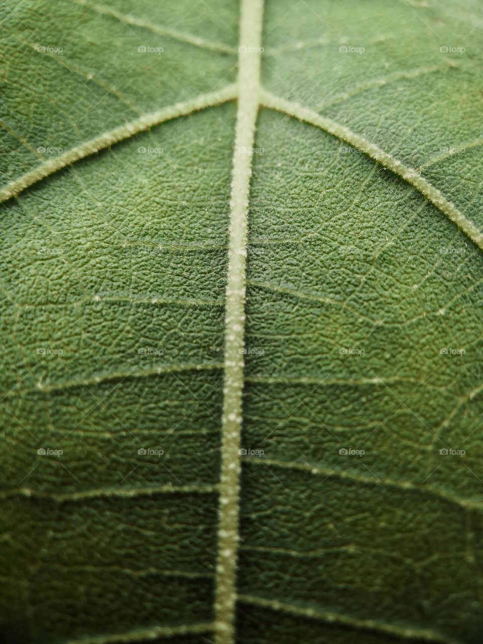 macro photo of a veiny green leaf