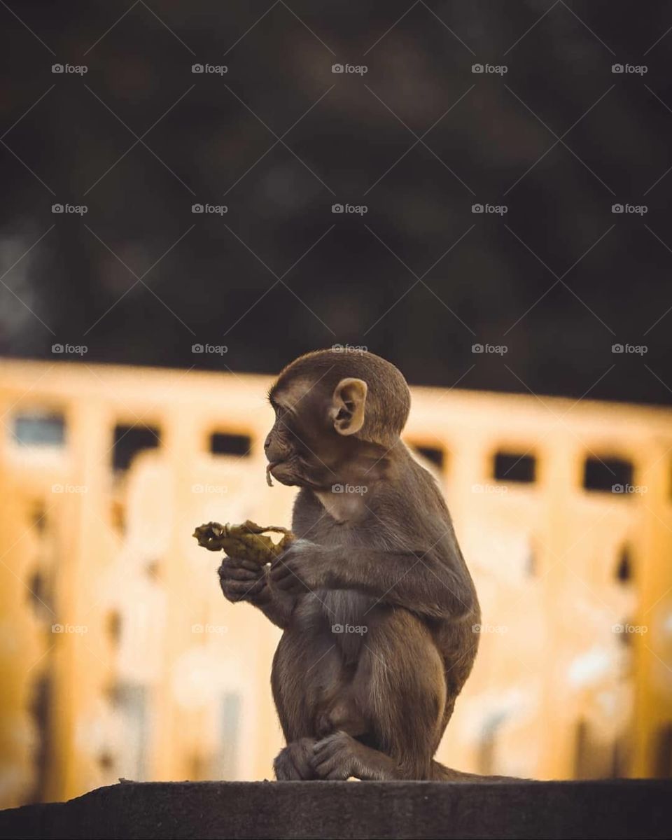 monkey