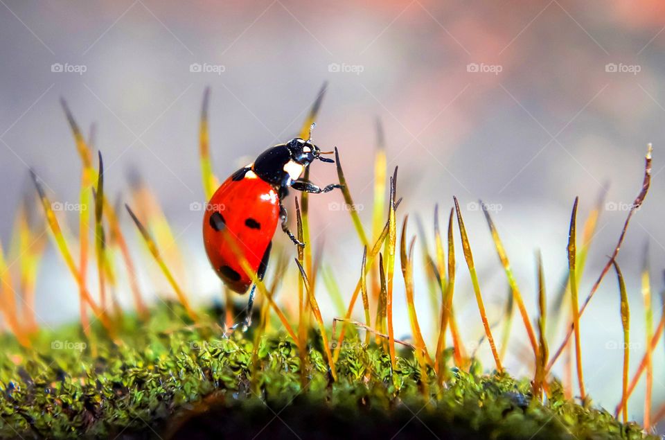 Ladybug