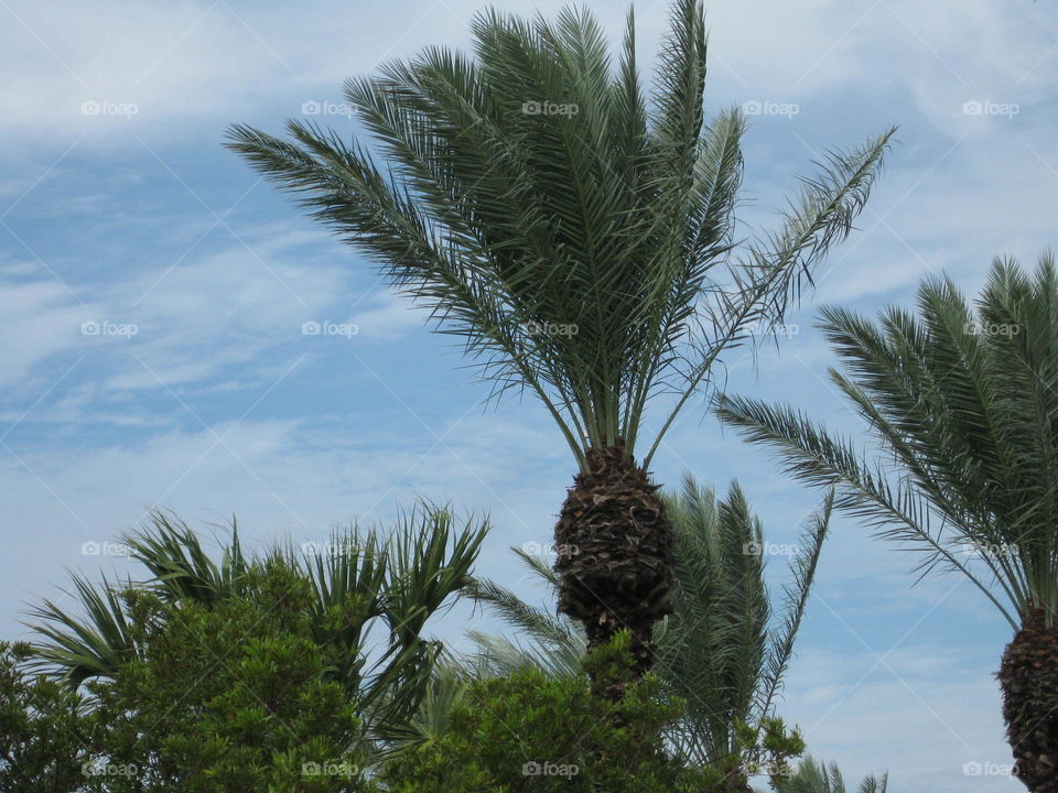 The Palm In the Wind 