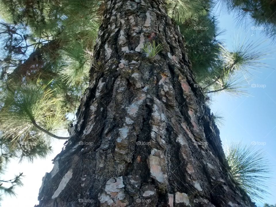 Looking Up at a Pine Tree