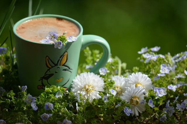 Flower, Nature, No Person, Summer, Flora