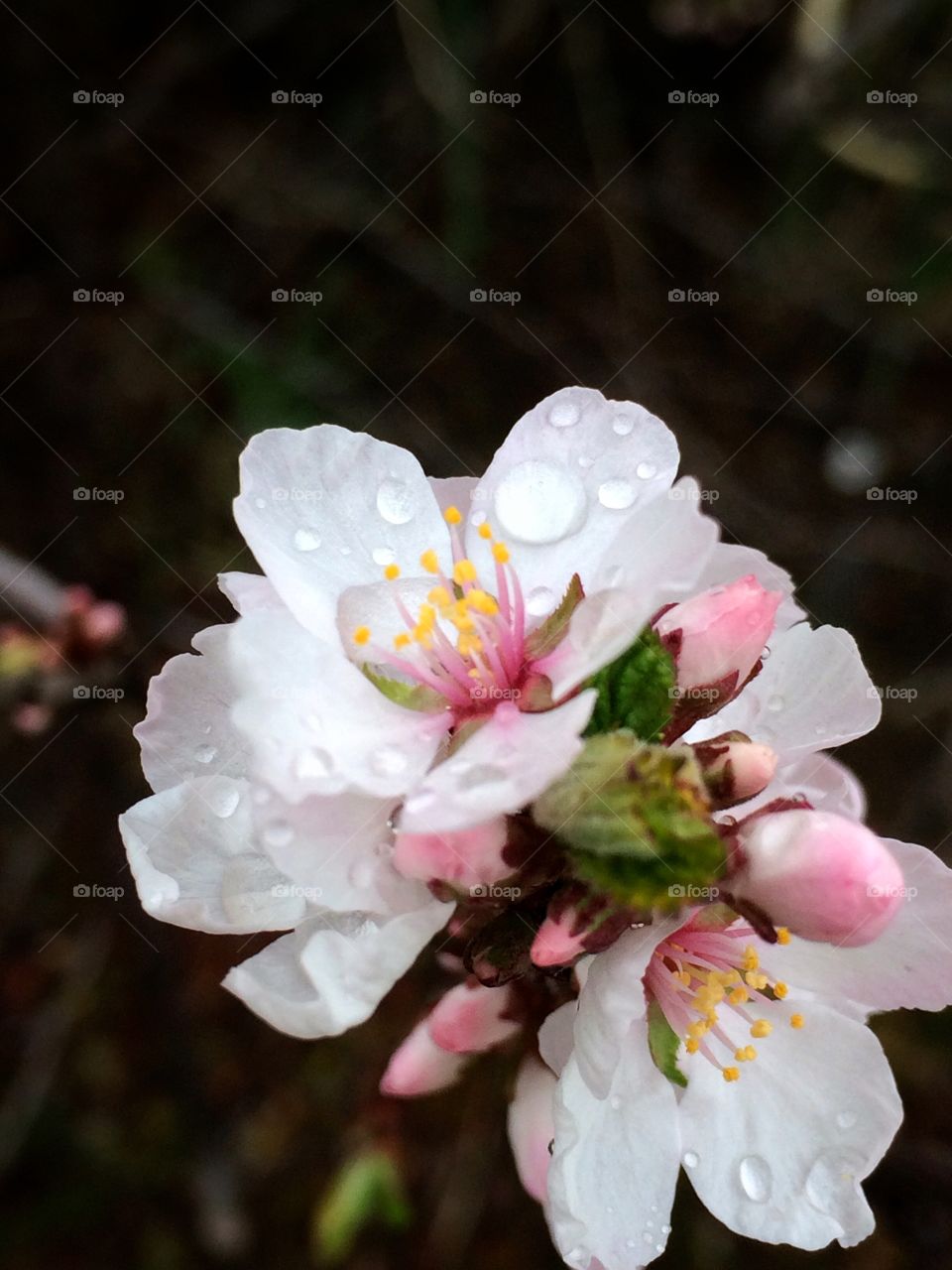 Close up of blossom with water droplets 