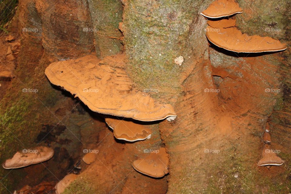 Wooden mushroom 