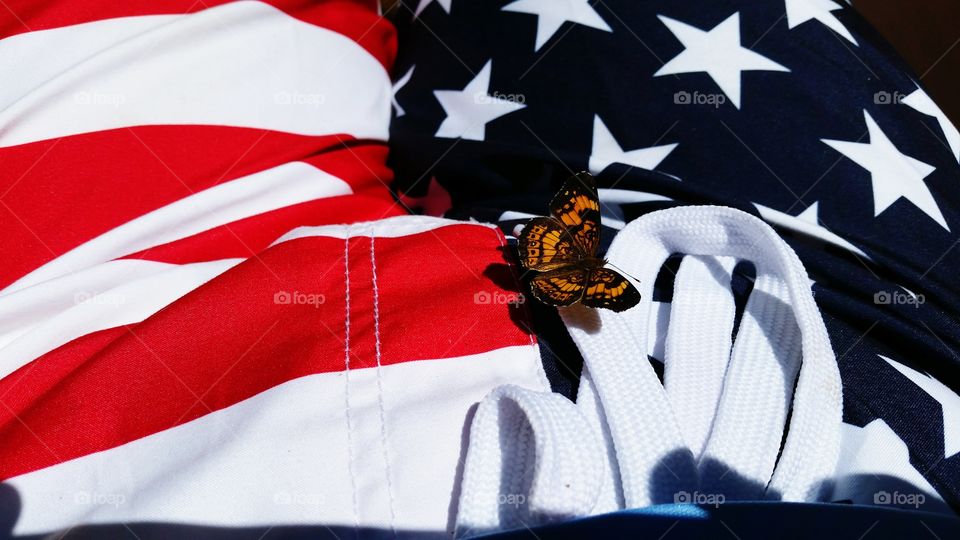 Very beautiful Butterfly on American Flag.