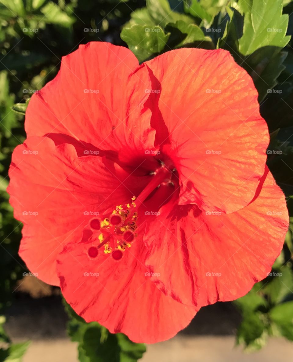 Roses Aren't the Only Red