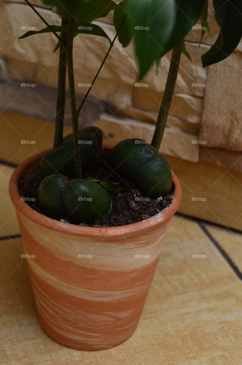 House plants in pot-Castanospermum australe, Moreton Bay Chestnut, 
Blackbean, Lucky Bean,